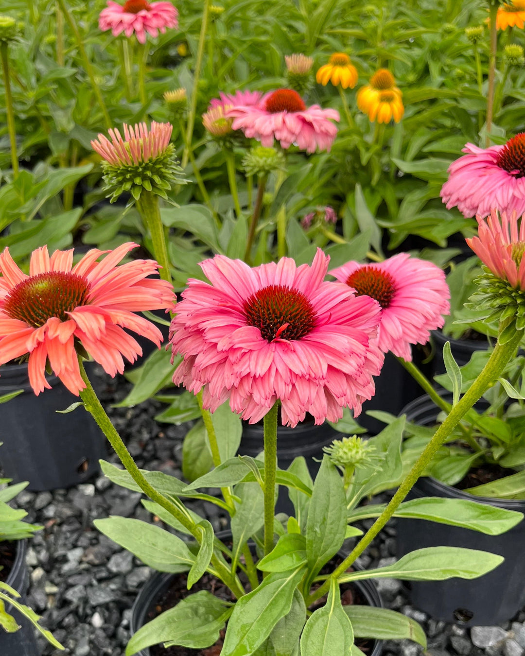 Echinacea x Sunseekers® Rainbow (Coneflower)