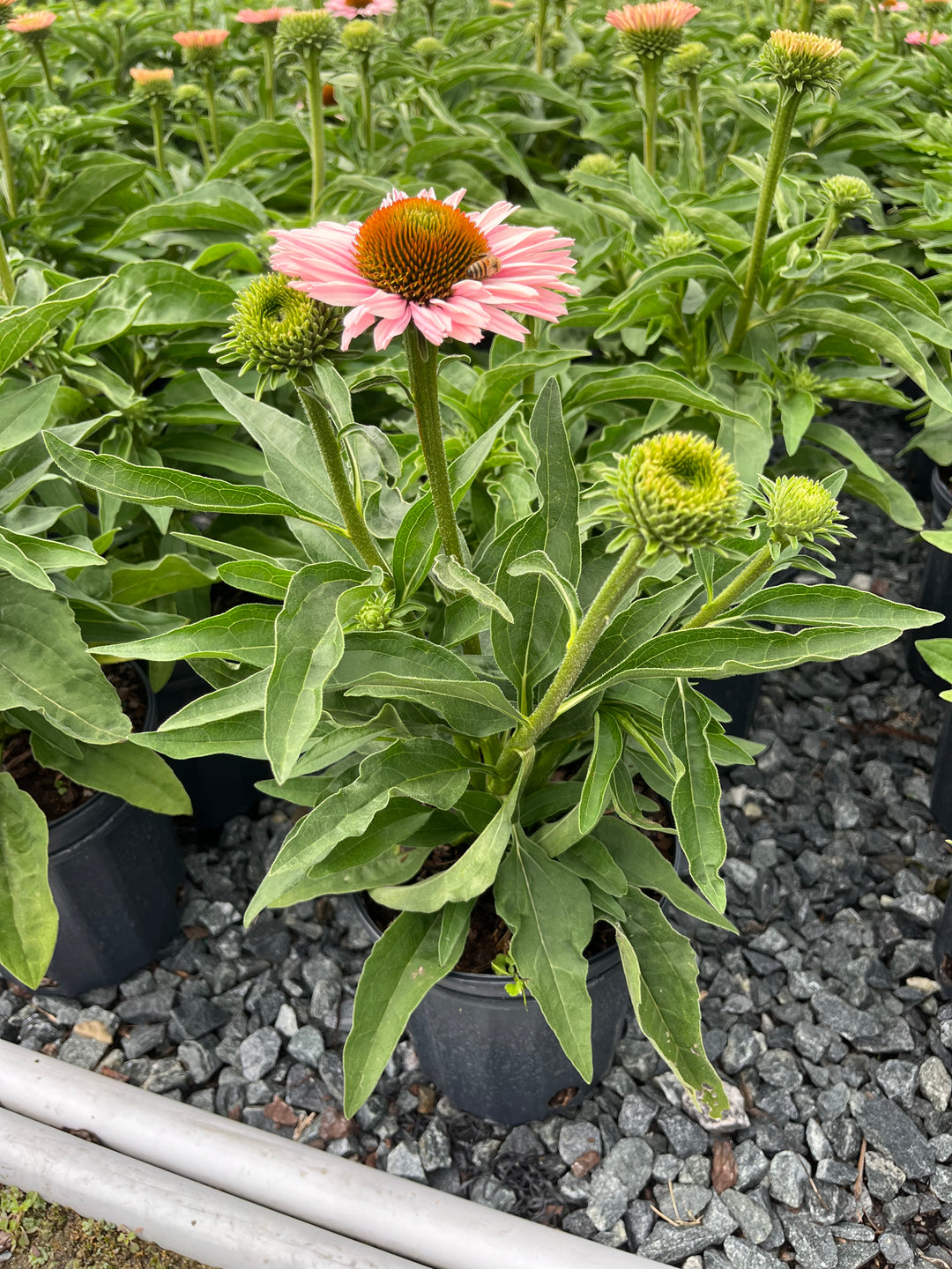 Echinacea x Sunseekers® Salmon (Coneflower)