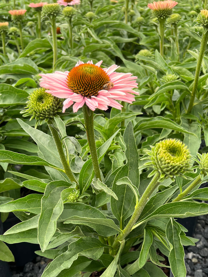 Echinacea x Sunseekers® Salmon (Coneflower)