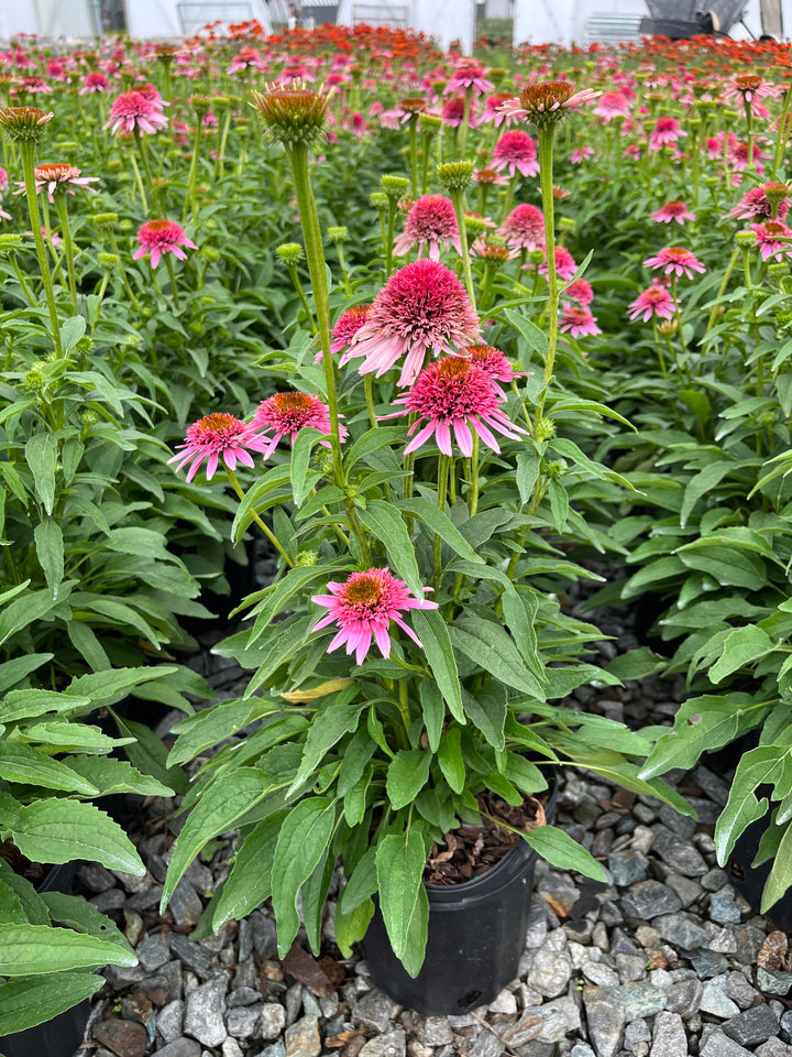 Echinacea x purpurea 'Butterfly Kisses' (Coneflower)