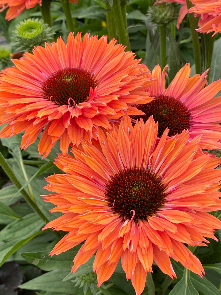 Echinacea x Sunseekers® Rainbow (Coneflower)