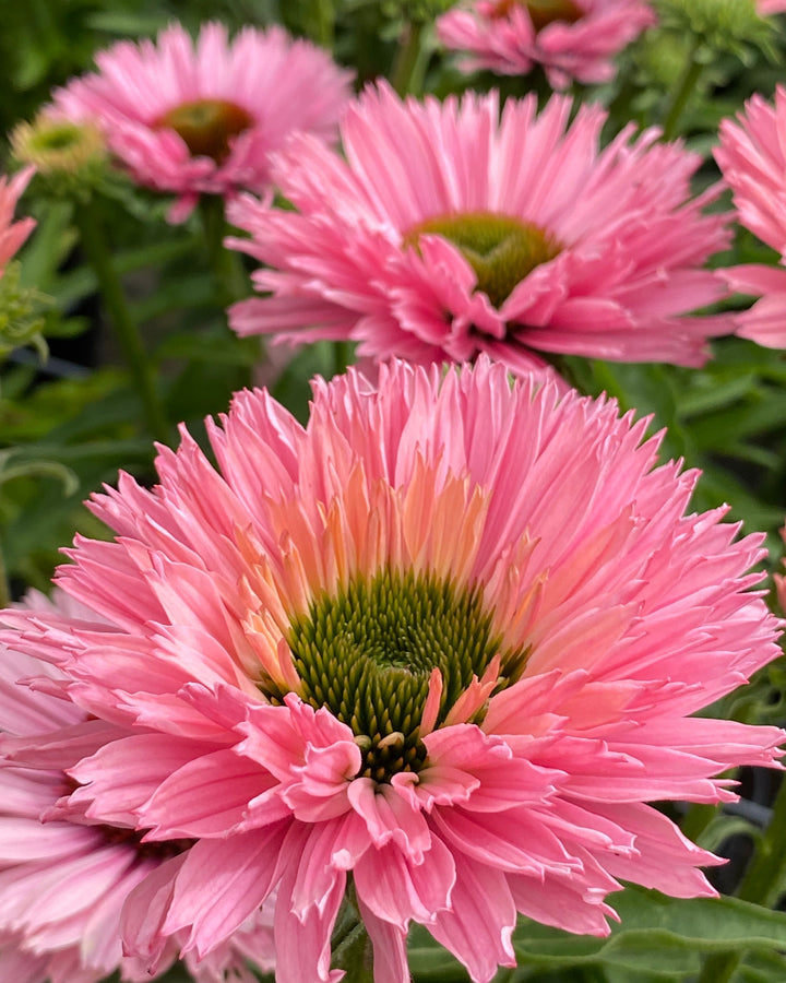 Echinacea x Sunseekers® Salmon (Coneflower)