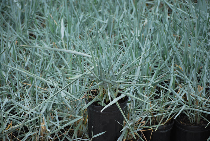 Elymus arenarius 'Blue Dune' (Blue Lyme Grass)