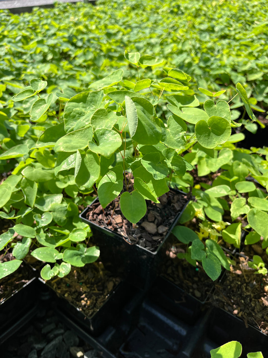 Epimedium x versicolor 'Sulphureum' (Barrenwort)