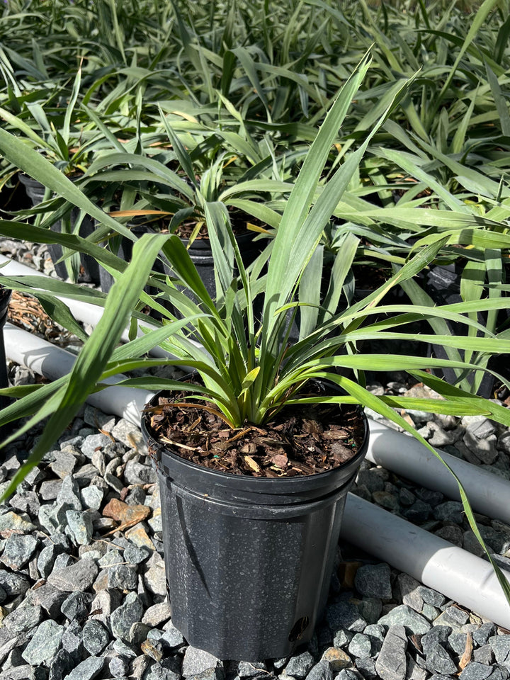 Eryngium yuccifolium (Rattlesnake master)