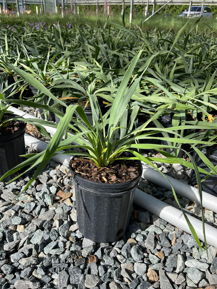 Eryngium yuccifolium (Rattlesnake master)