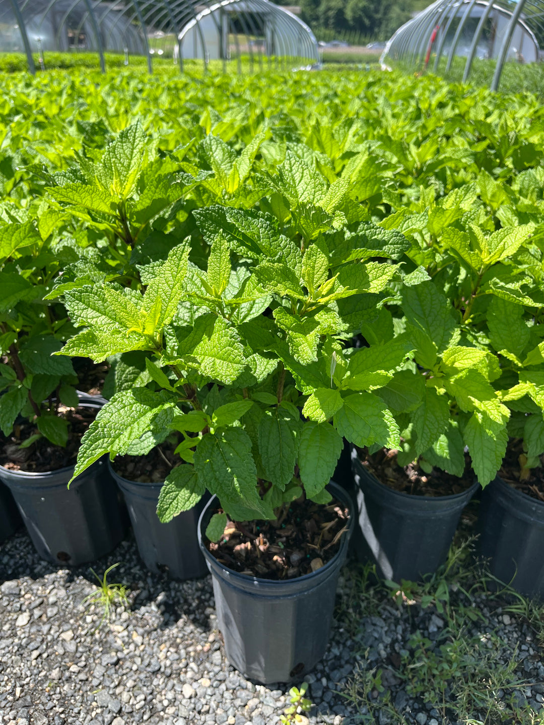 Eupatorium d. 'Baby Joe' (Dwarf Joe Pye Weed)