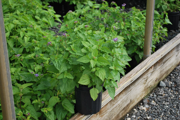 Eupatorium coelestinum (syn. Conoclinium coelestinum) (Hardy Ageratum/Blue Mistflower)