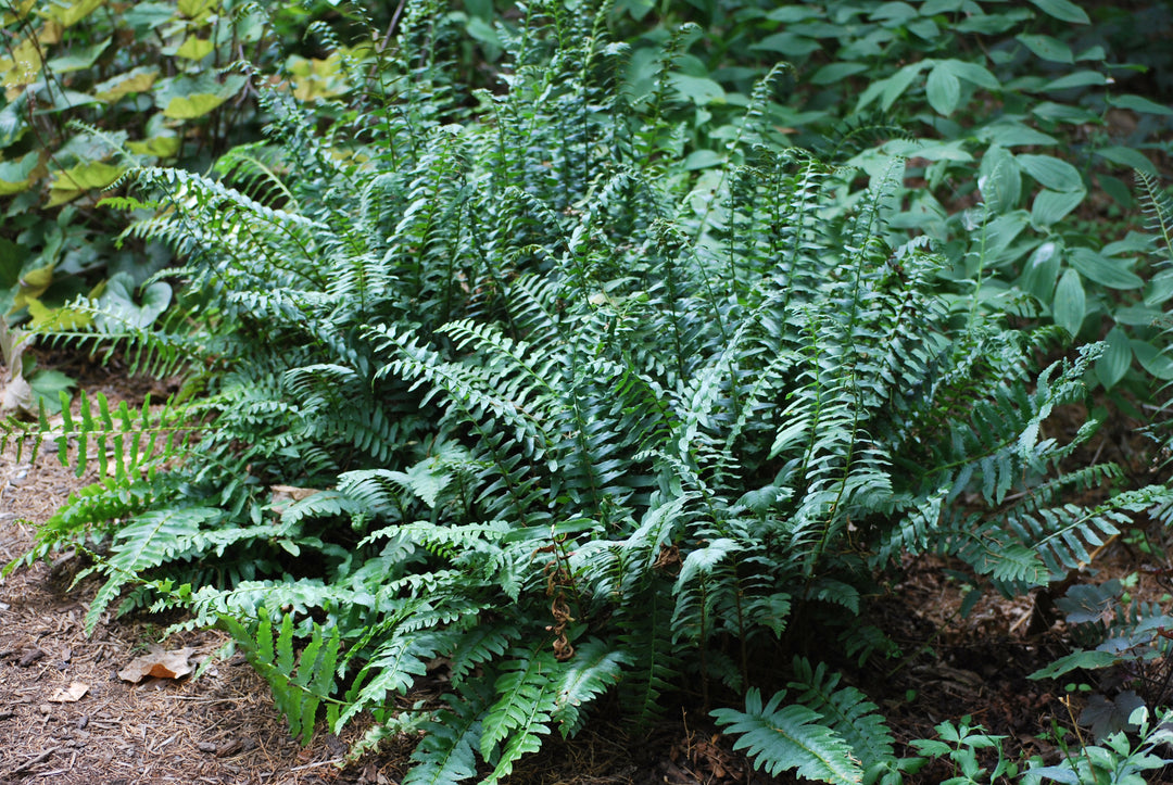 Polystichum acrostichoides (Christmas Fern)