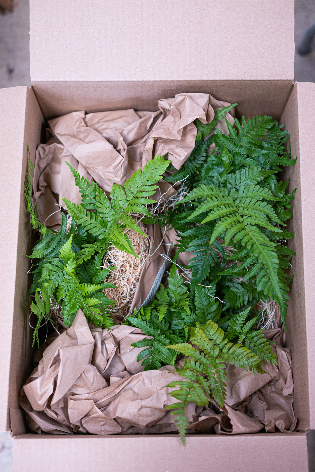 Dryopteris x australis (Dixie Wood Fern)