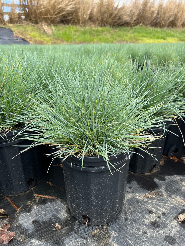 Festuca g. 'Cool as Ice' (Blue Fescue)