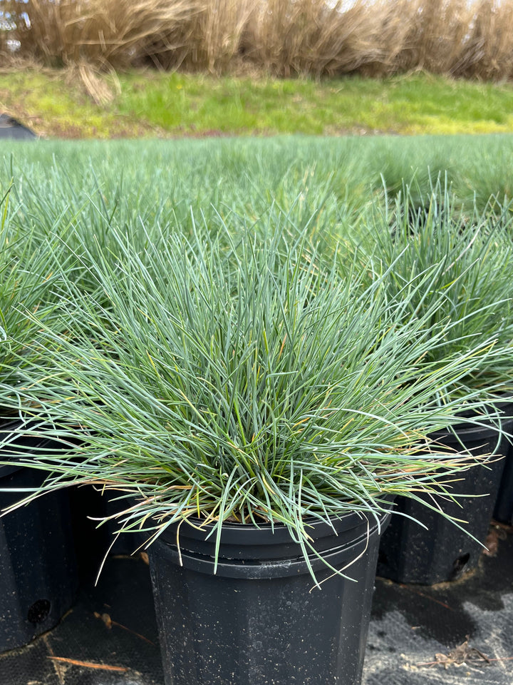 Festuca glauca 'Cool as Ice' (Blue Fescue)