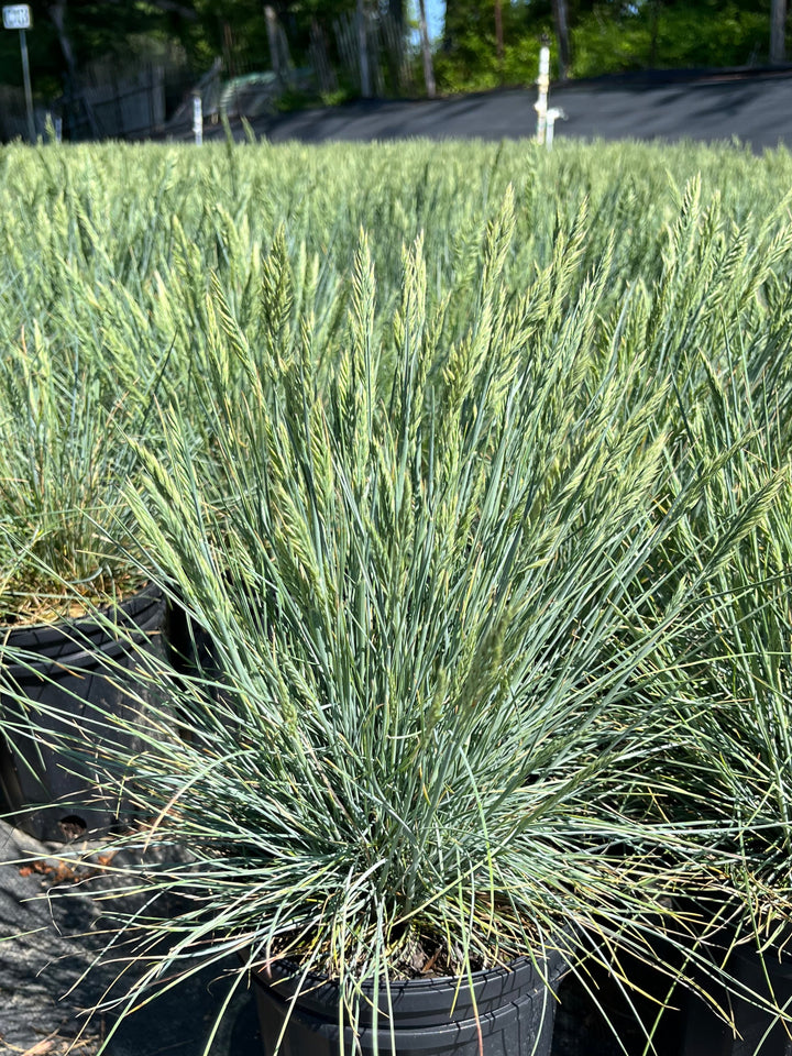 Festuca glauca 'Cool as Ice' (Blue Fescue)