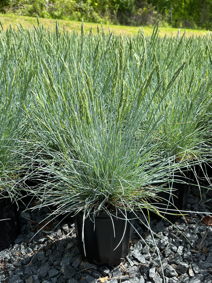 Festuca g. 'Cool as Ice' (Blue Fescue)