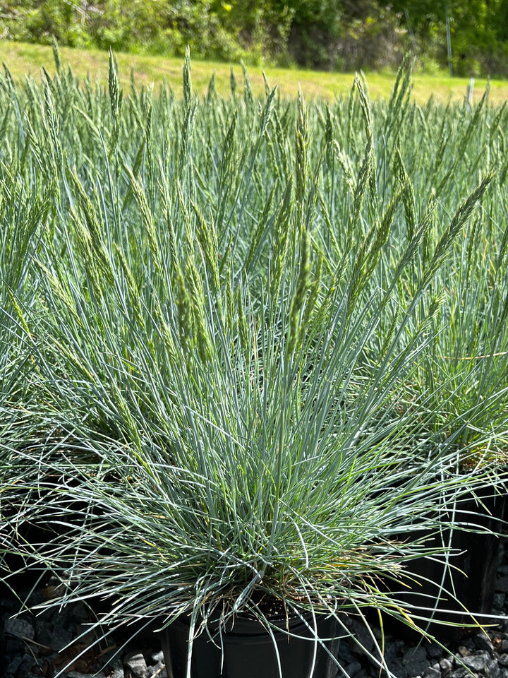 Festuca glauca 'Cool as Ice' (Blue Fescue)