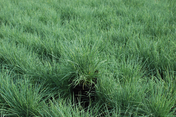 Festuca glauca 'Elijah Blue' (Blue Fescue)