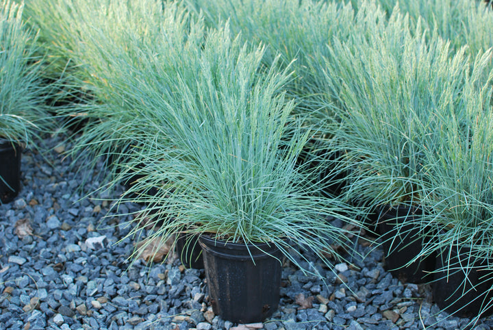 Festuca glauca 'Elijah Blue' (Blue Fescue)