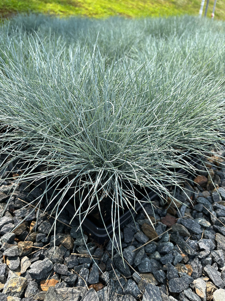 Festuca glauca 'Elijah Blue' (Blue Fescue)