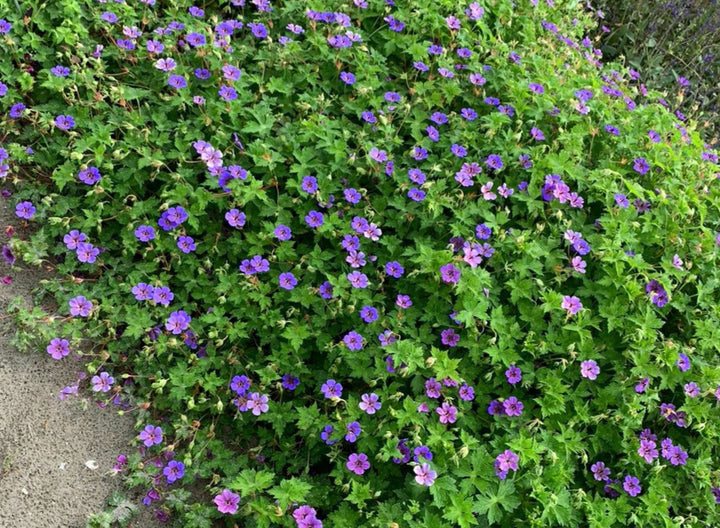 Geranium x. ‘Mary-Anne’ (Cranesbill)