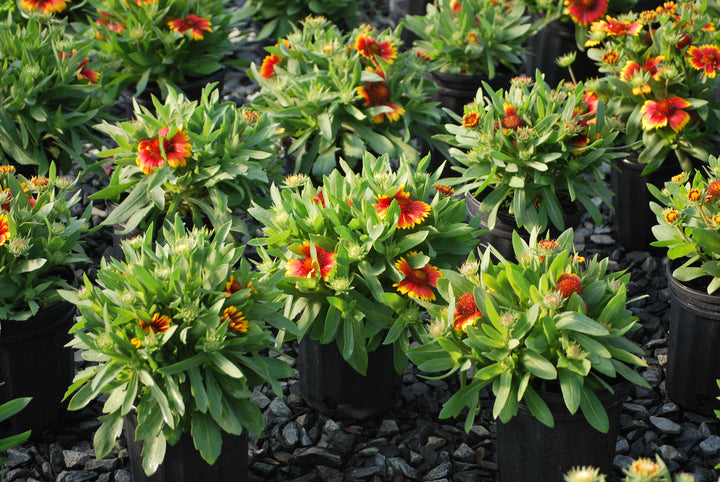 Gaillardia x grandiflora 'Arizona Sun' (Blanket Flower)