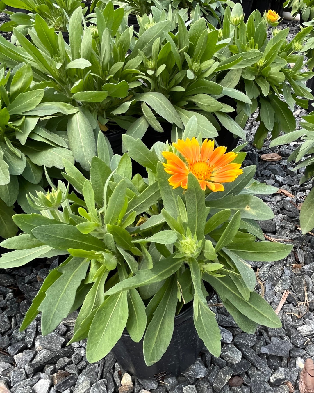 Gaillardia Spintop™ ‘Mango’ (Blanket Flower)