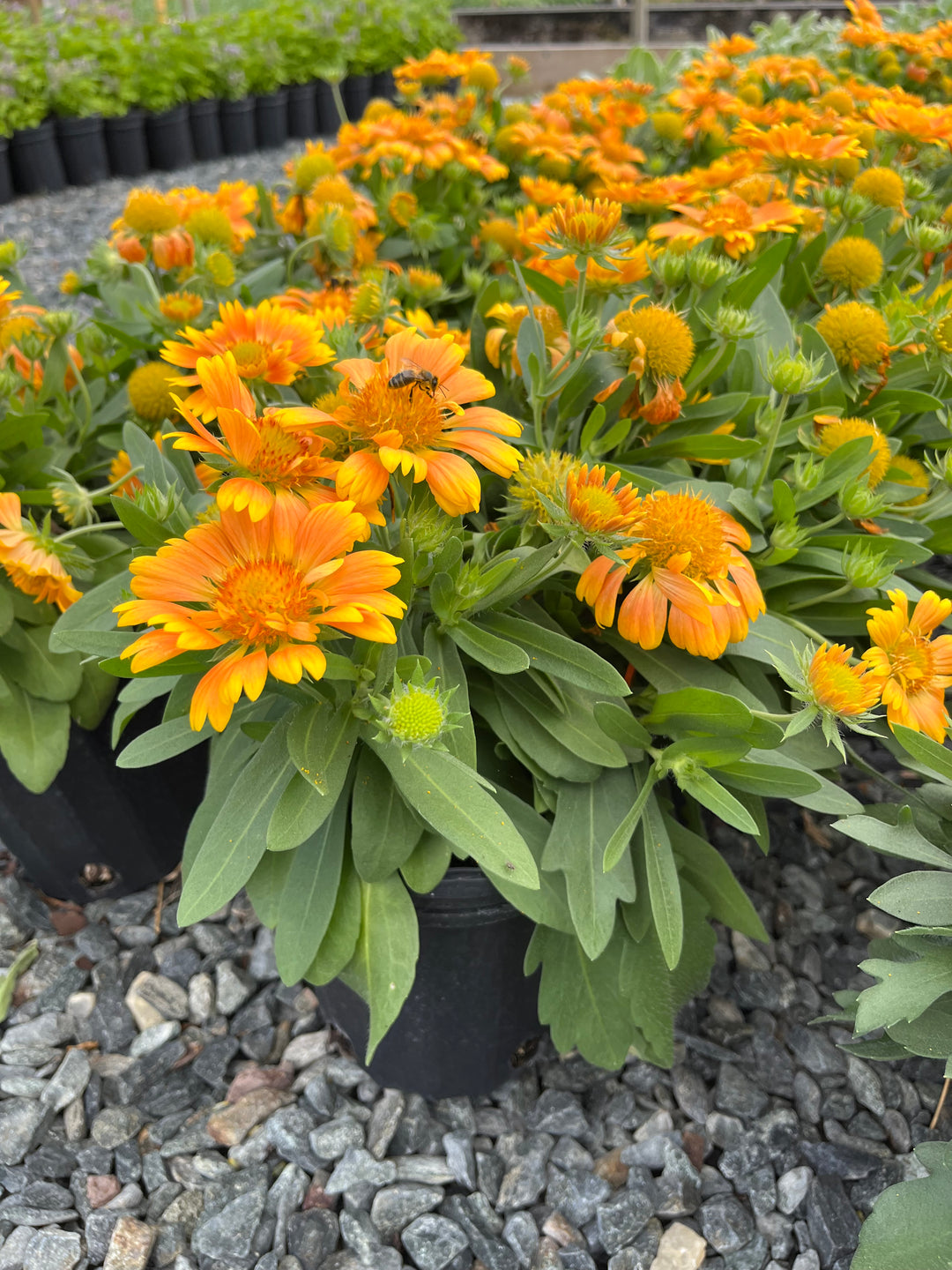 Gaillardia Spintop™ ‘Mango’ (Blanket Flower)