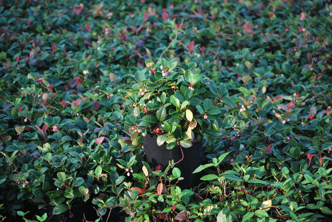 Gaultheria procumbens (Wintergreen)