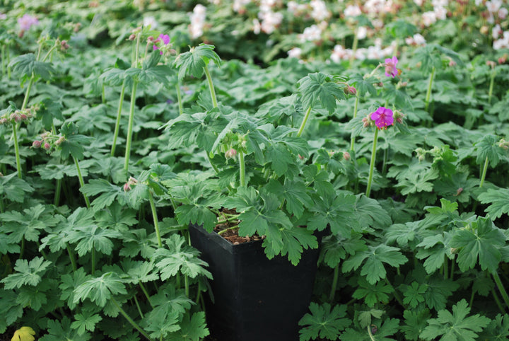 Geranium macrorrhizum 'Bevan's Variety' (Bigroot Geranium)