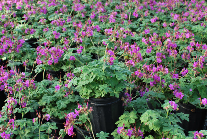 Geranium macrorrhizum 'Bevan's Variety' (Bigroot Geranium)