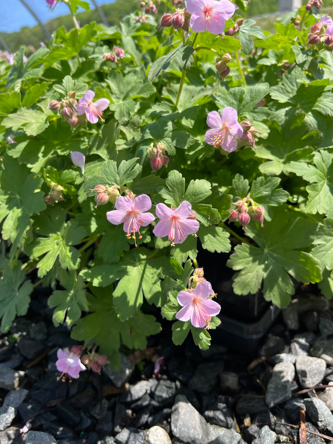 Geranium macrorrhizum 'Ingwersen's Variety' (Bigroot Geranium)