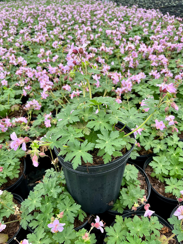 Geranium macrorrhizum 'Ingwersen's Variety' (Bigroot Geranium)