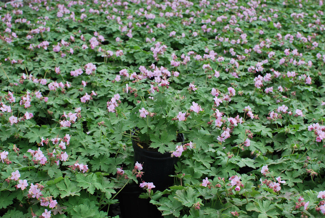 Geranium macrorrhizum 'Ingwersen's Variety' (Bigroot Geranium)