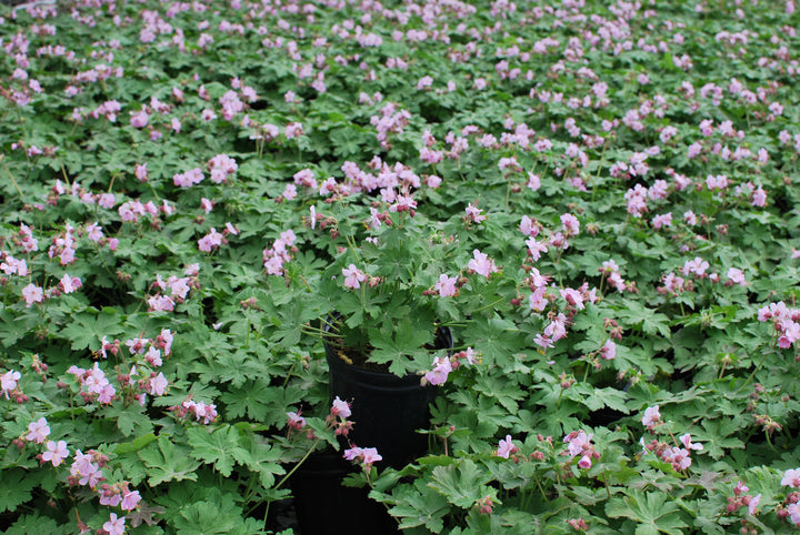 Geranium macrorrhizum 'Ingwersen's Variety' (Bigroot Geranium)