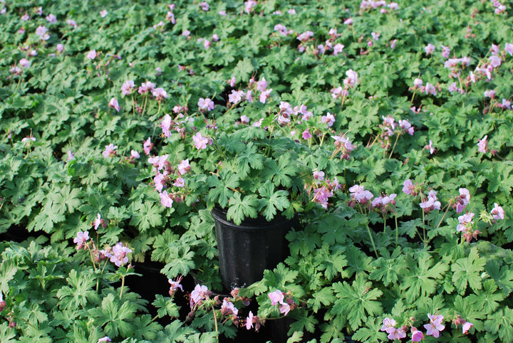 Geranium macrorrhizum 'Ingwersen's Variety' (Bigroot Geranium)