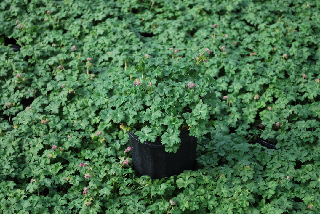 Geranium cantabrigiense 'Karmina' (Cranesbill)