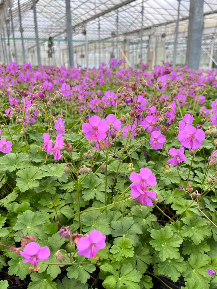 Geranium cantabrigiense 'Karmina' (Cranesbill)