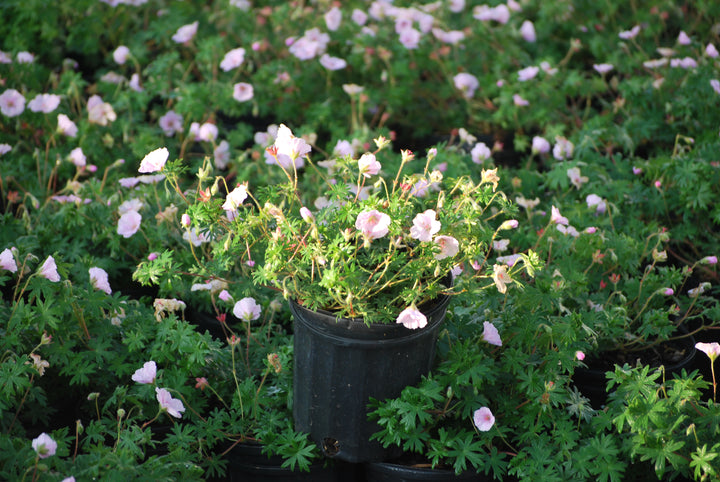 Geranium 'Lancastriense' (syn. G. sanguineum var. striatum) (Cranesbill)