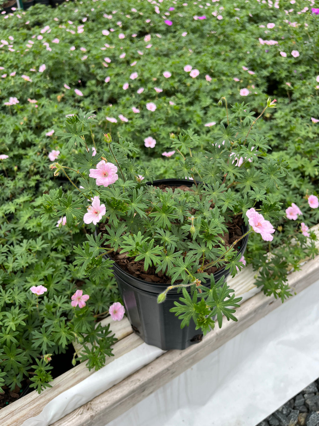 Geranium 'Lancastriense' (Cranesbill)