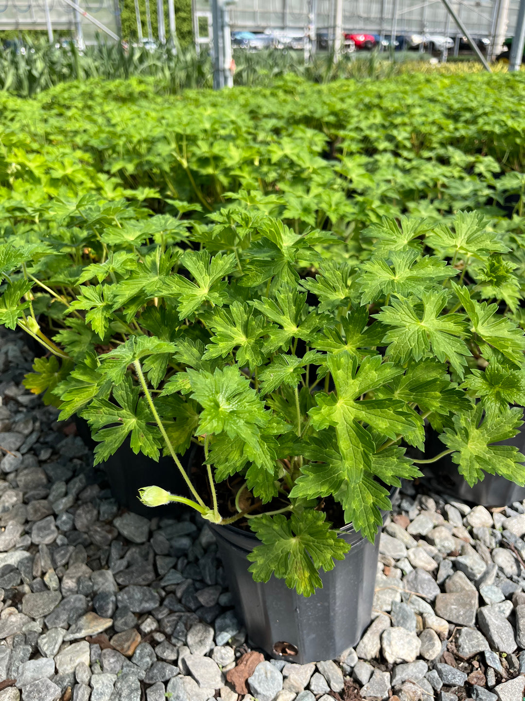 Geranium x. ‘Mary-Anne’ (Cranesbill)