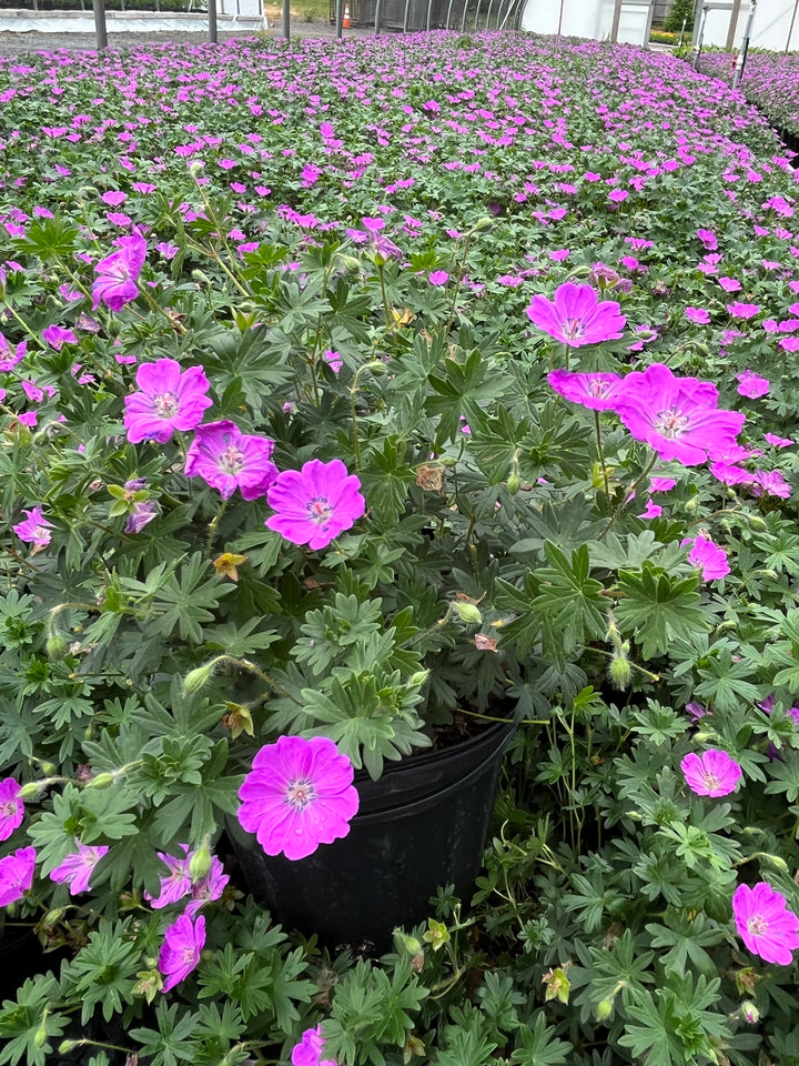 Geranium sanguineum 'Max Frei' (Cranesbill)