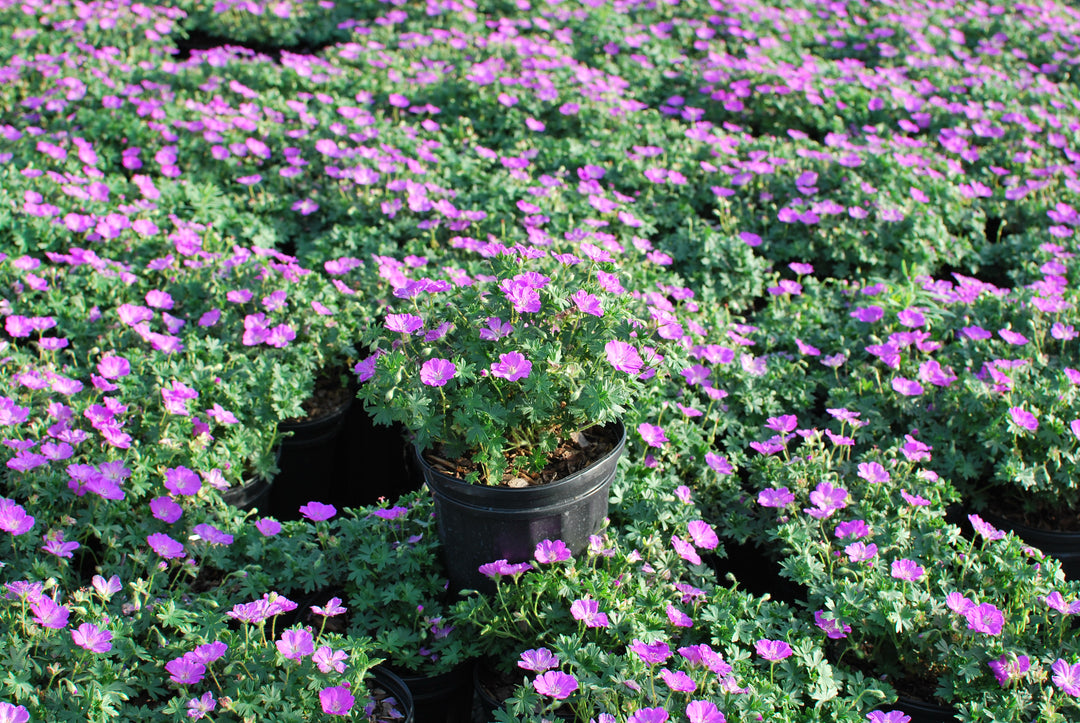 Geranium sanguineum 'Max Frei' (Cranesbill)