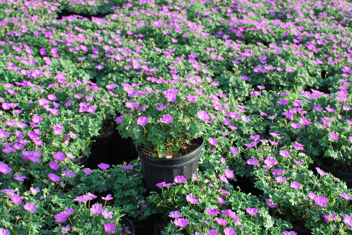 Geranium sanguineum 'Max Frei' (Cranesbill)