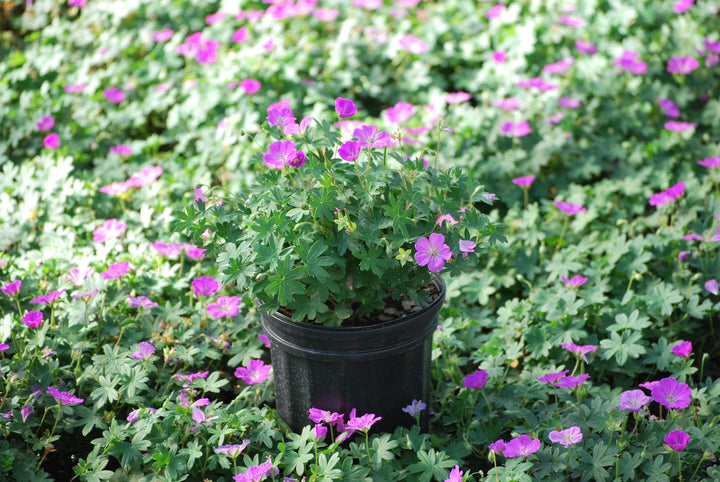 Geranium sanguineum 'Max Frei' (Cranesbill)