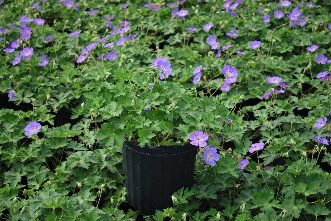 Geranium x 'Rozanne' (Cranesbill)