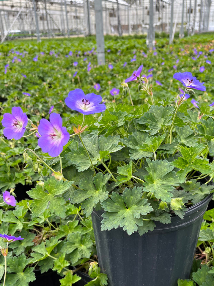 Geranium x 'Rozanne' (Cranesbill)