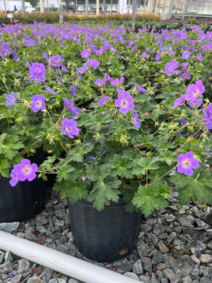 Geranium x 'Rozanne' (Cranesbill)