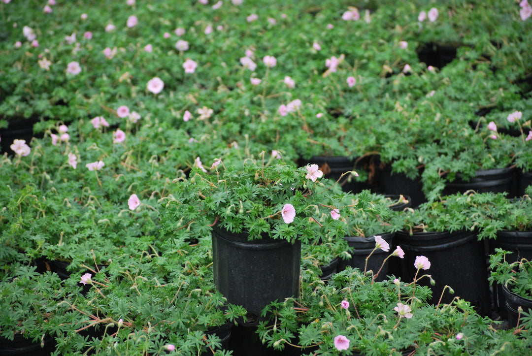 Geranium 'Lancastriense' (syn. G. sanguineum var. striatum) (Cranesbill)