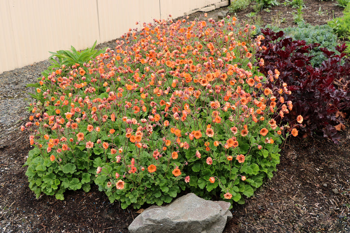 Geum Tempo™ Orange (Avens)