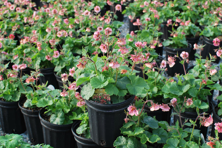 Geum Tempo™ Rose (Avens)