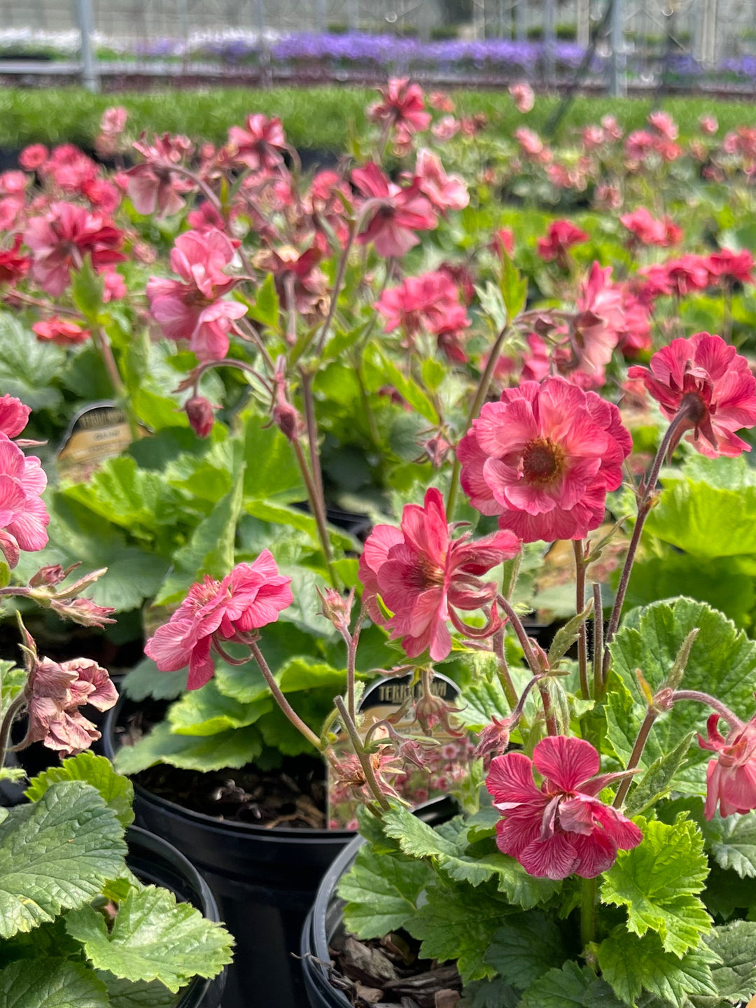 Geum Tempo™ Rose (Avens)